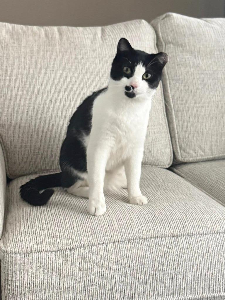 Enlarge Louis, a Adoptable mixed breed in Libertyville, IL image 3/6