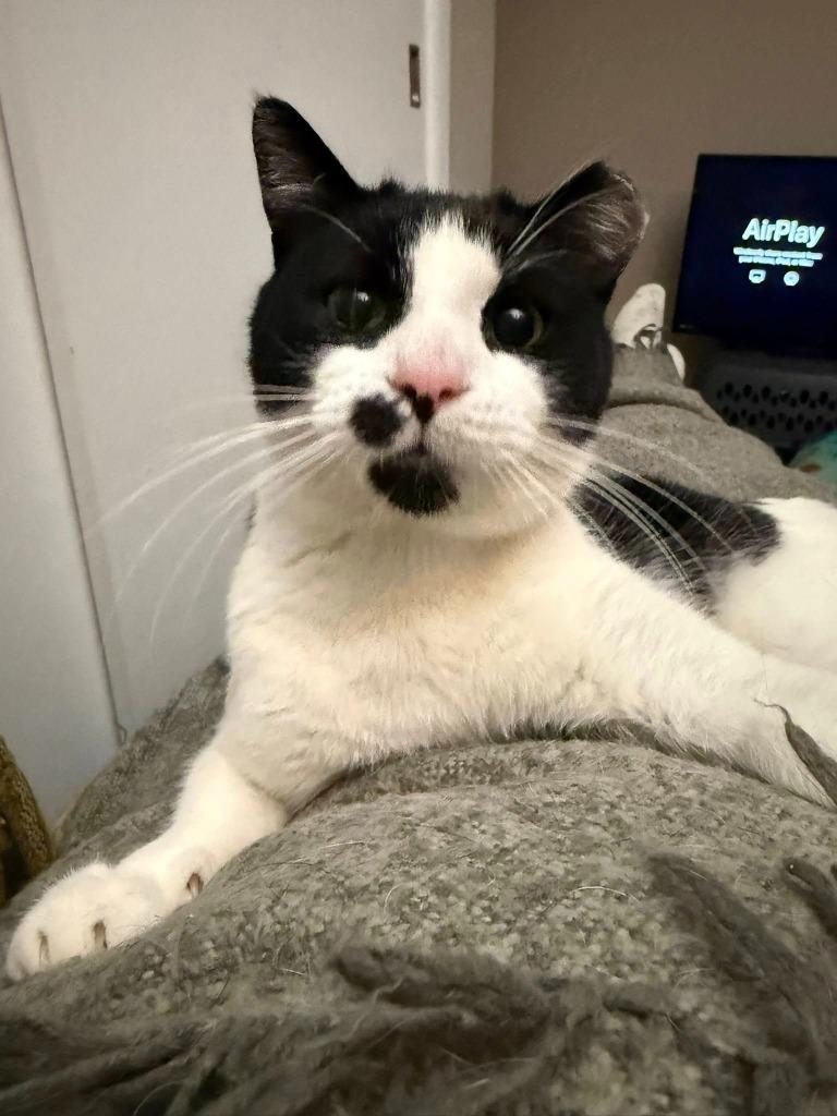 Enlarge Louis, a Adoptable mixed breed in Libertyville, IL image 4/6