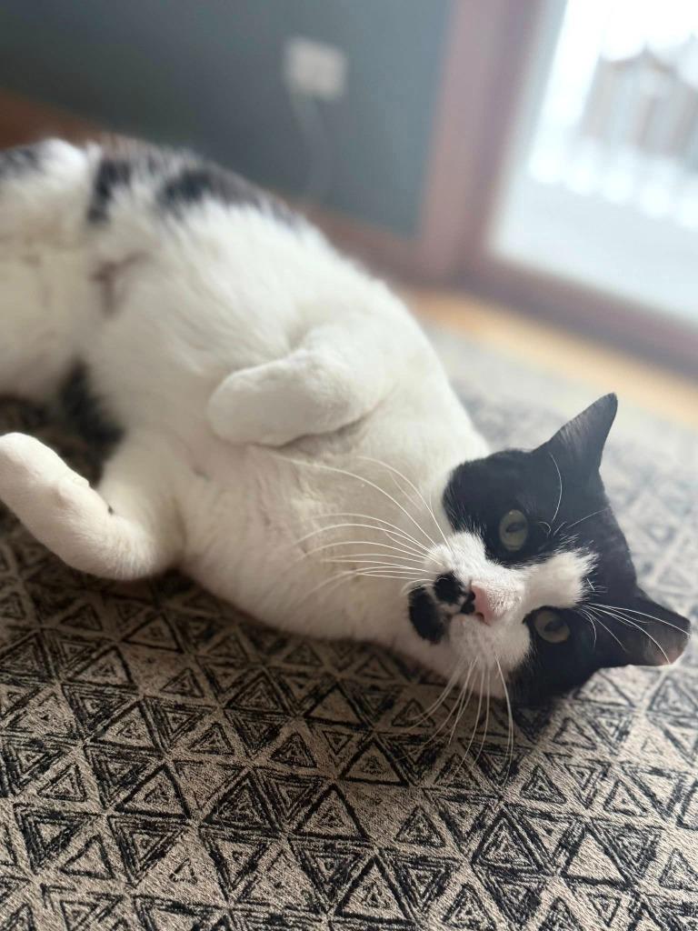 Louis — thumbnail 5