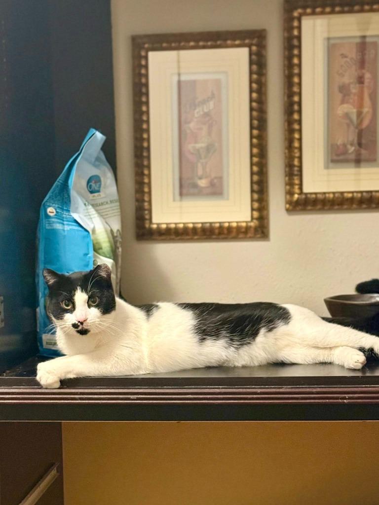 Enlarge Louis, a Adoptable mixed breed in Libertyville, IL image 6/6