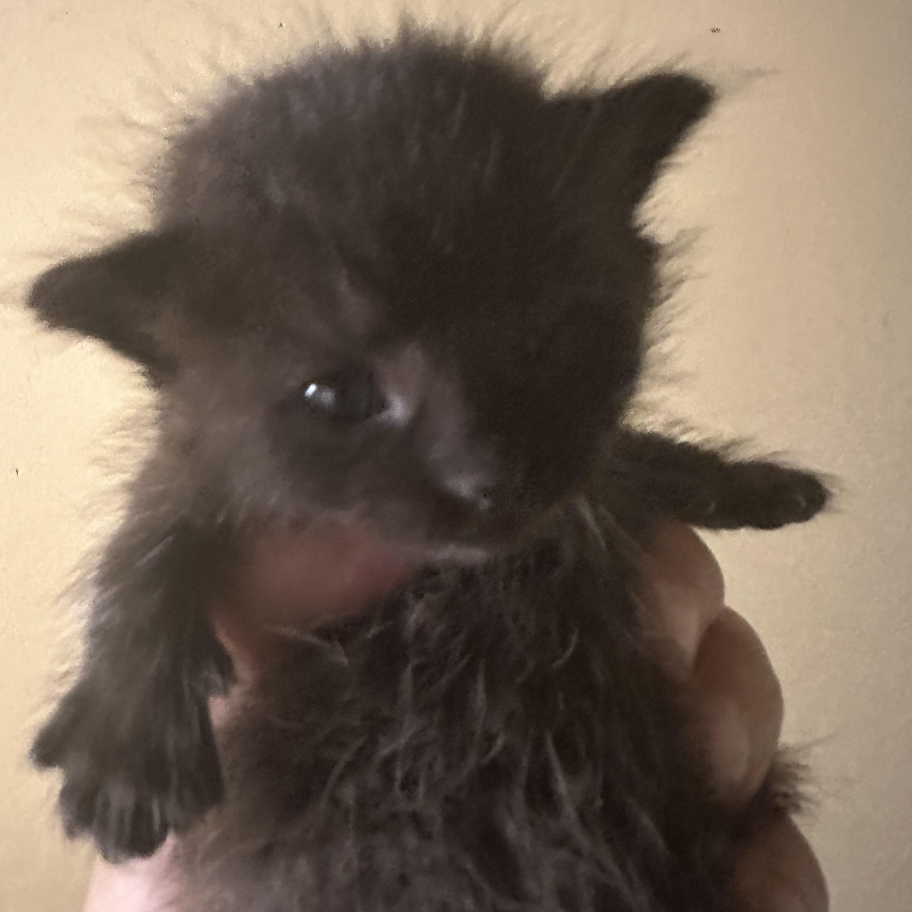 Raphael, Adopted, Kitten Male Tuxedo.