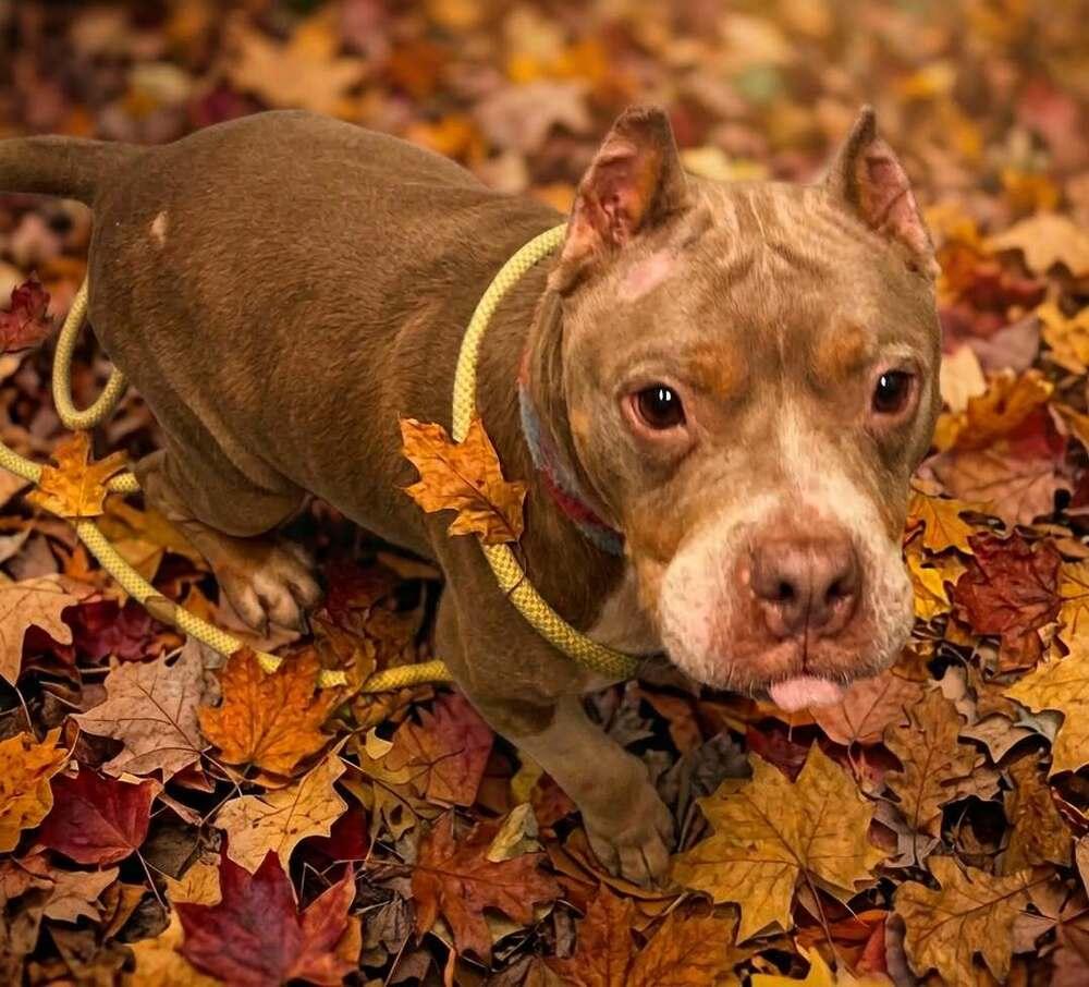 Enlarge Mom Jeans, a Adoptable mixed breed in Amherst, NY image 2/6