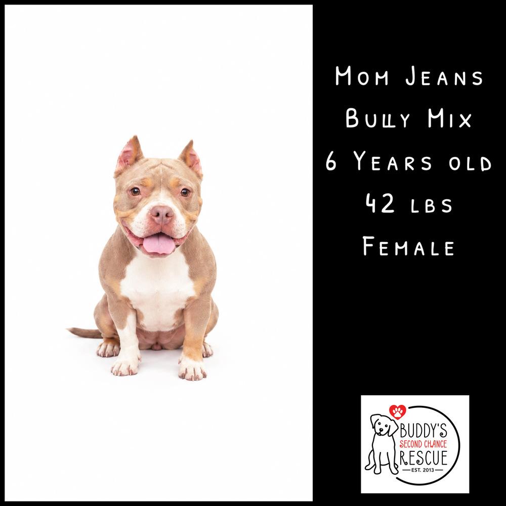 Enlarge Mom Jeans, a Adoptable mixed breed in Amherst, NY image 3/6