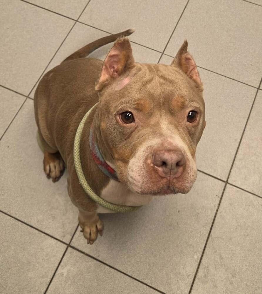 Enlarge Mom Jeans, a Adoptable mixed breed in Amherst, NY image 4/6