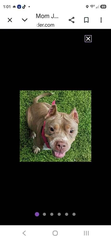 Enlarge Mom Jeans, a Adoptable mixed breed in Amherst, NY image 5/6