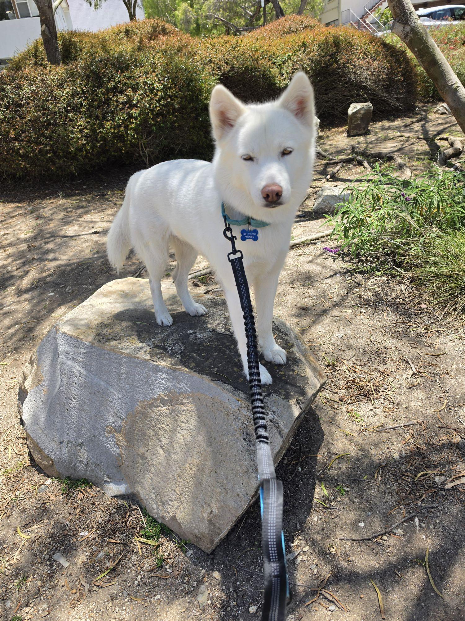 Delilah the beauty, a ADOPTABLE mixed breed in Los Angeles, CA image 2/5