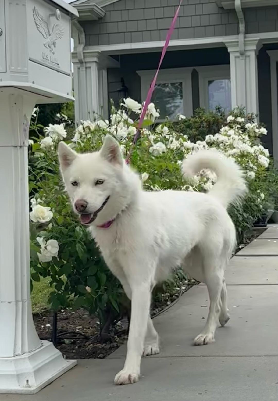 Delilah the beauty, a ADOPTABLE mixed breed in Los Angeles, CA image 3/3