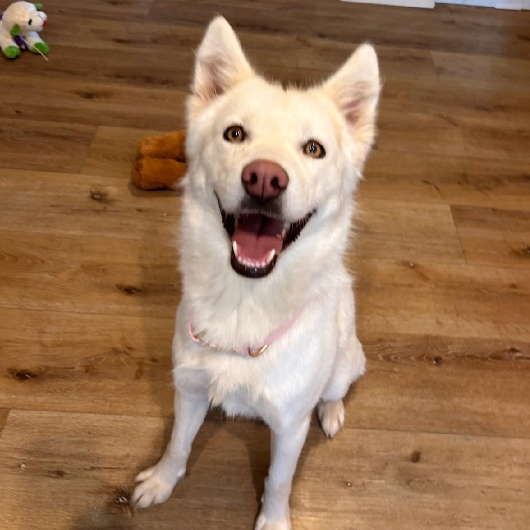 Delilah the beauty, a ADOPTABLE mixed breed in Los Angeles, CA image 2/3