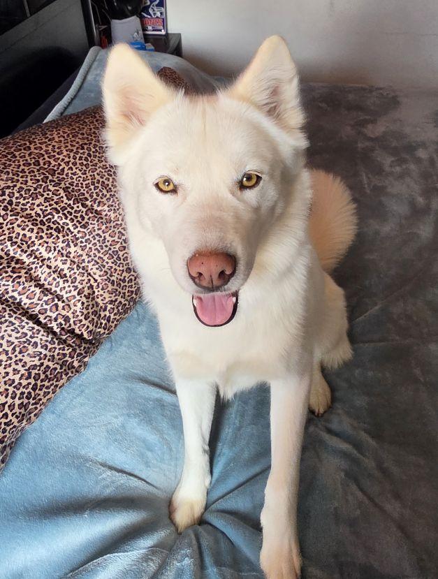 Delilah the beauty, a ADOPTABLE mixed breed in Los Angeles, CA image 4/5