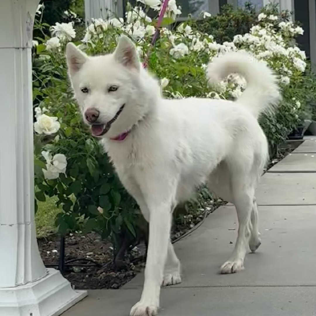 Delilah the beauty, ADOPTABLE, Young Female Husky & Siberian Husky.