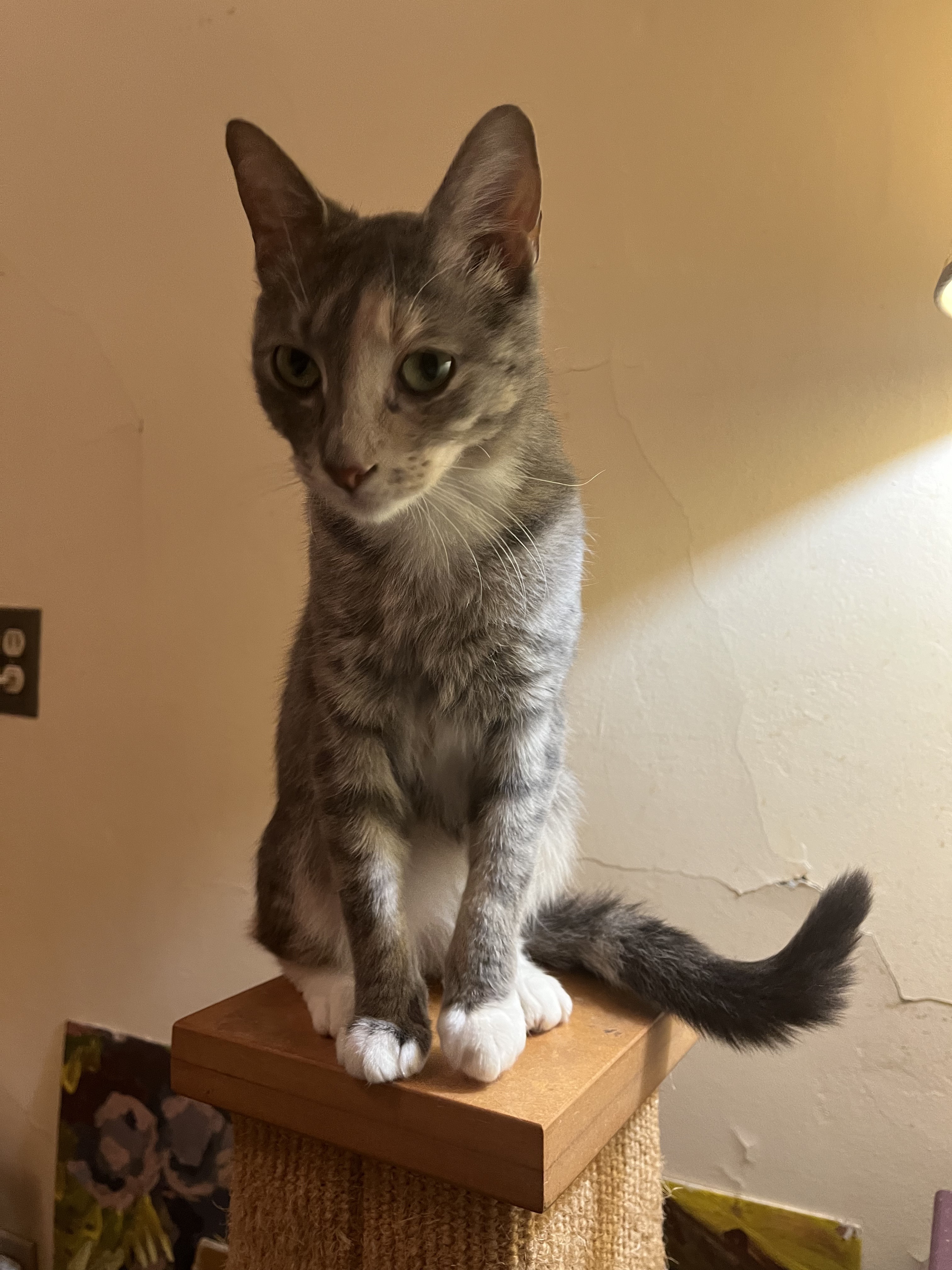 Enlarge Twinkle, a Adopted Dilute Calico in Jersey City, NJ image 1/6