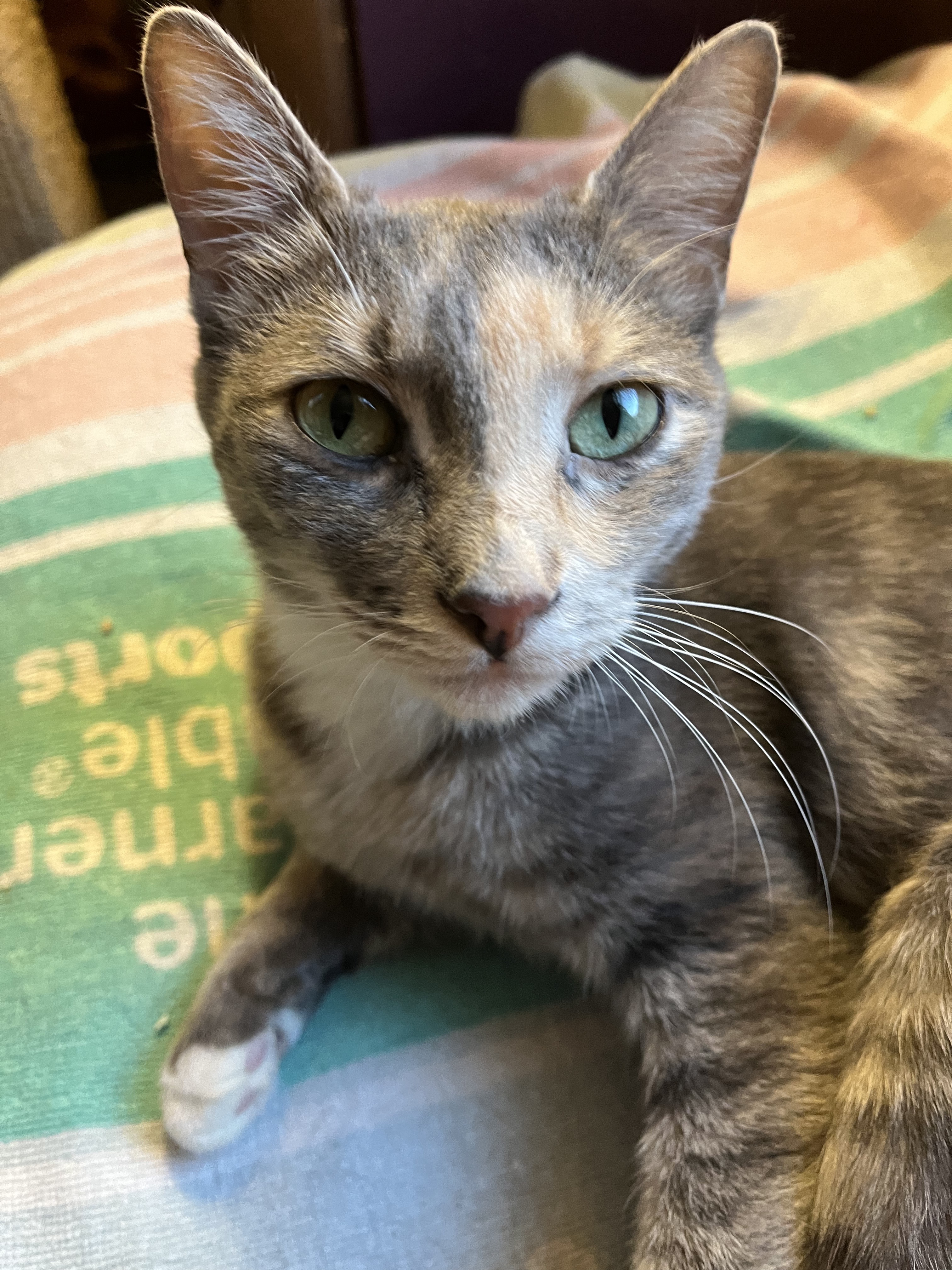 Enlarge Twinkle, a Adopted Dilute Calico in Jersey City, NJ image 2/6