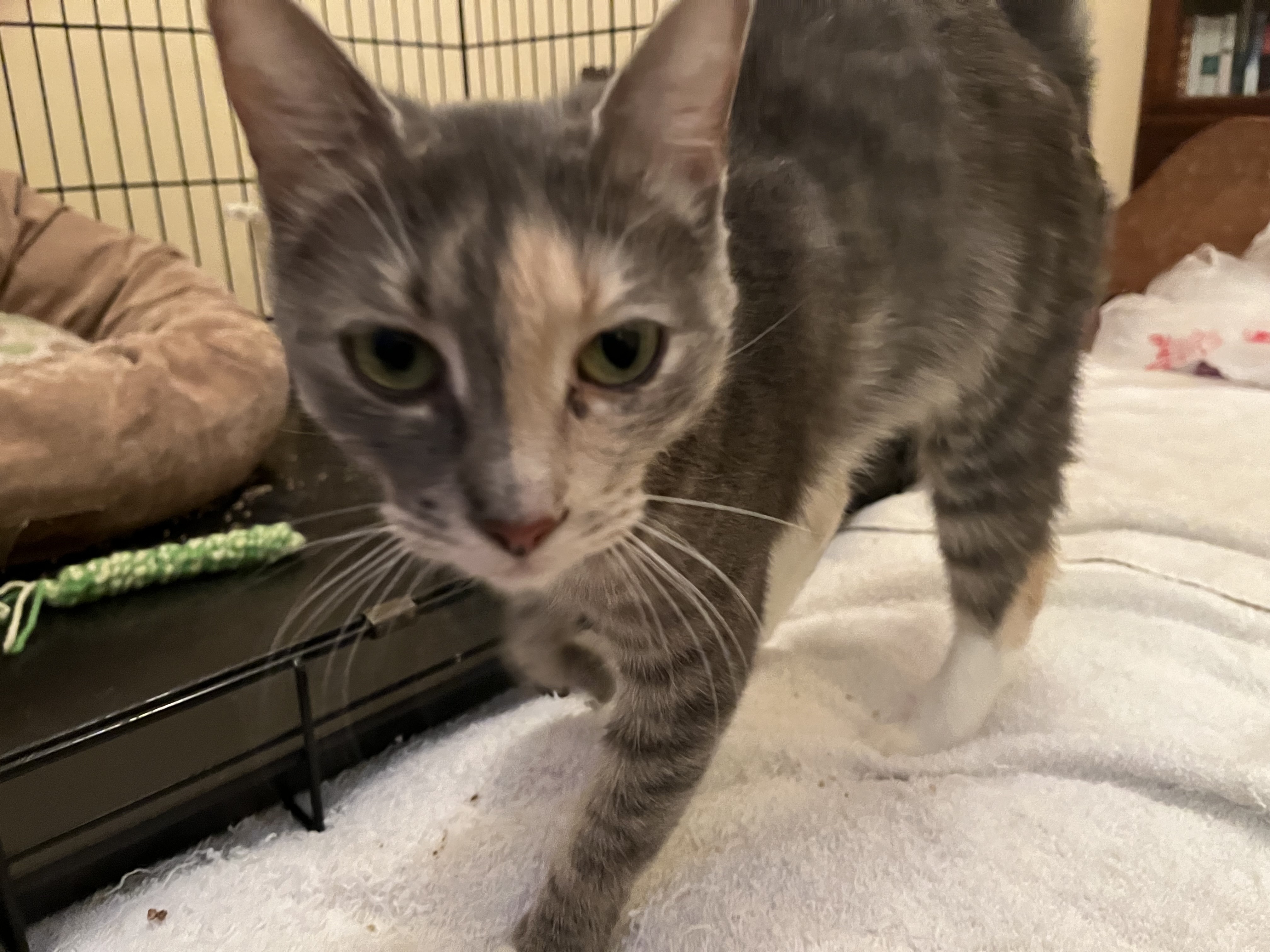 Enlarge Twinkle, a Adopted Dilute Calico in Jersey City, NJ image 3/6