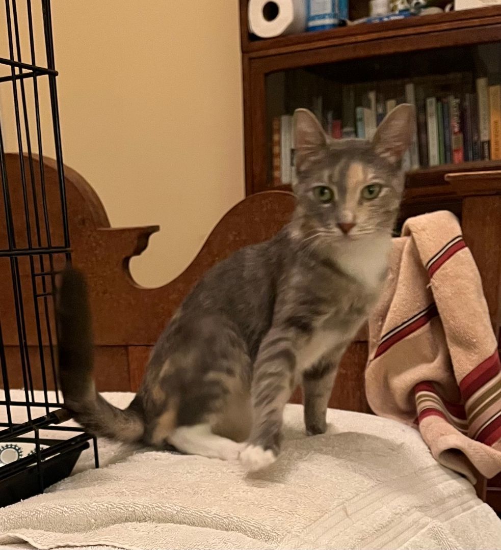 Enlarge Twinkle, a Adopted Dilute Calico in Jersey City, NJ image 4/6