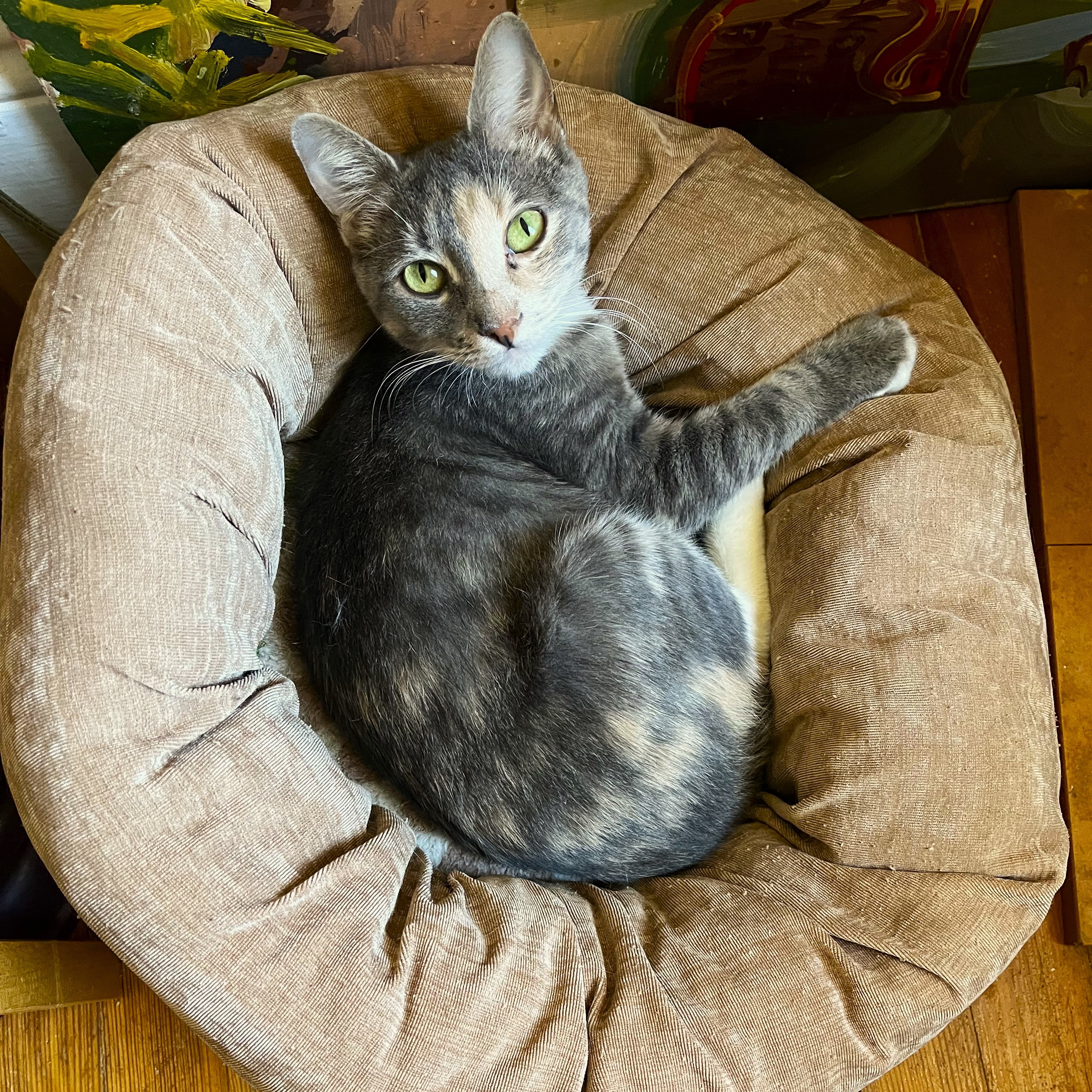 Enlarge Twinkle, a Adopted Dilute Calico in Jersey City, NJ image 5/6