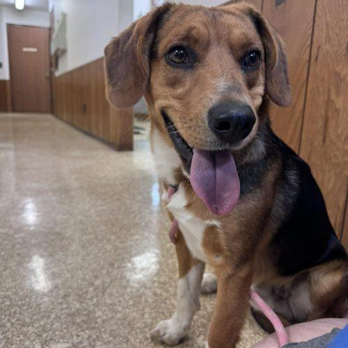 Klondike, Adoptable, Puppy Male Beagle.