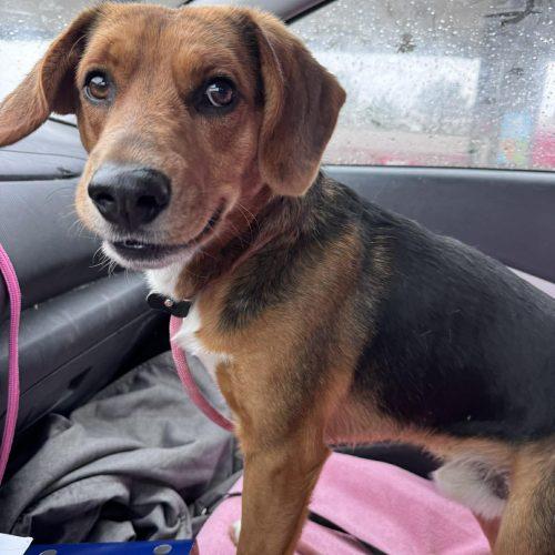 Enlarge Klondike, a Adoptable Beagle in Kent, WA image 2/5