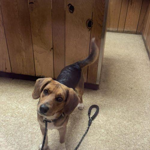 Enlarge Klondike, a Adoptable Beagle in Kent, WA image 3/5