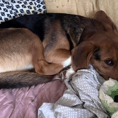 Enlarge Klondike, a Adoptable Beagle in Kent, WA image 4/5