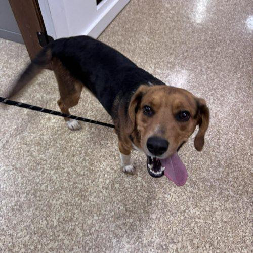 Enlarge Klondike, a Adoptable Beagle in Kent, WA image 5/5