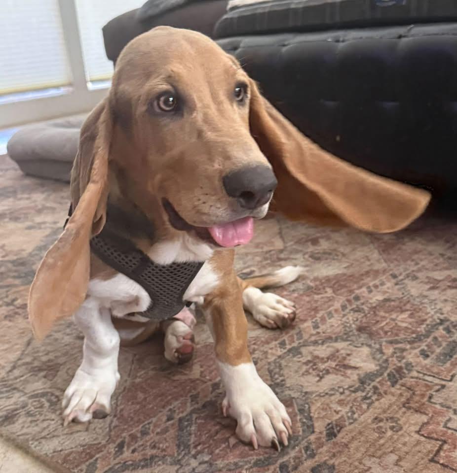 Enlarge Dale, a Adoptable Basset Hound in Auburndale, FL image 4/4