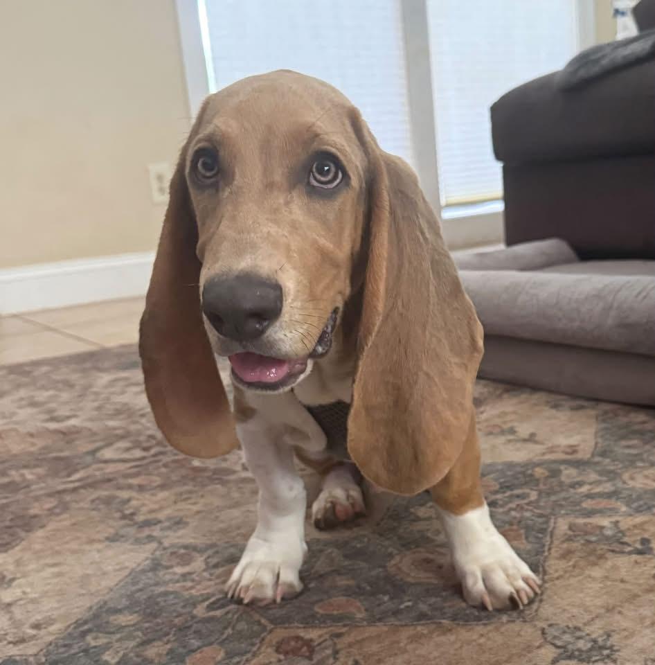 Enlarge Dale, a Adoptable Basset Hound in Auburndale, FL image 1/4