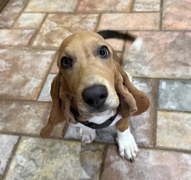 Enlarge Dale, a Adoptable Basset Hound in Auburndale, FL image 3/4