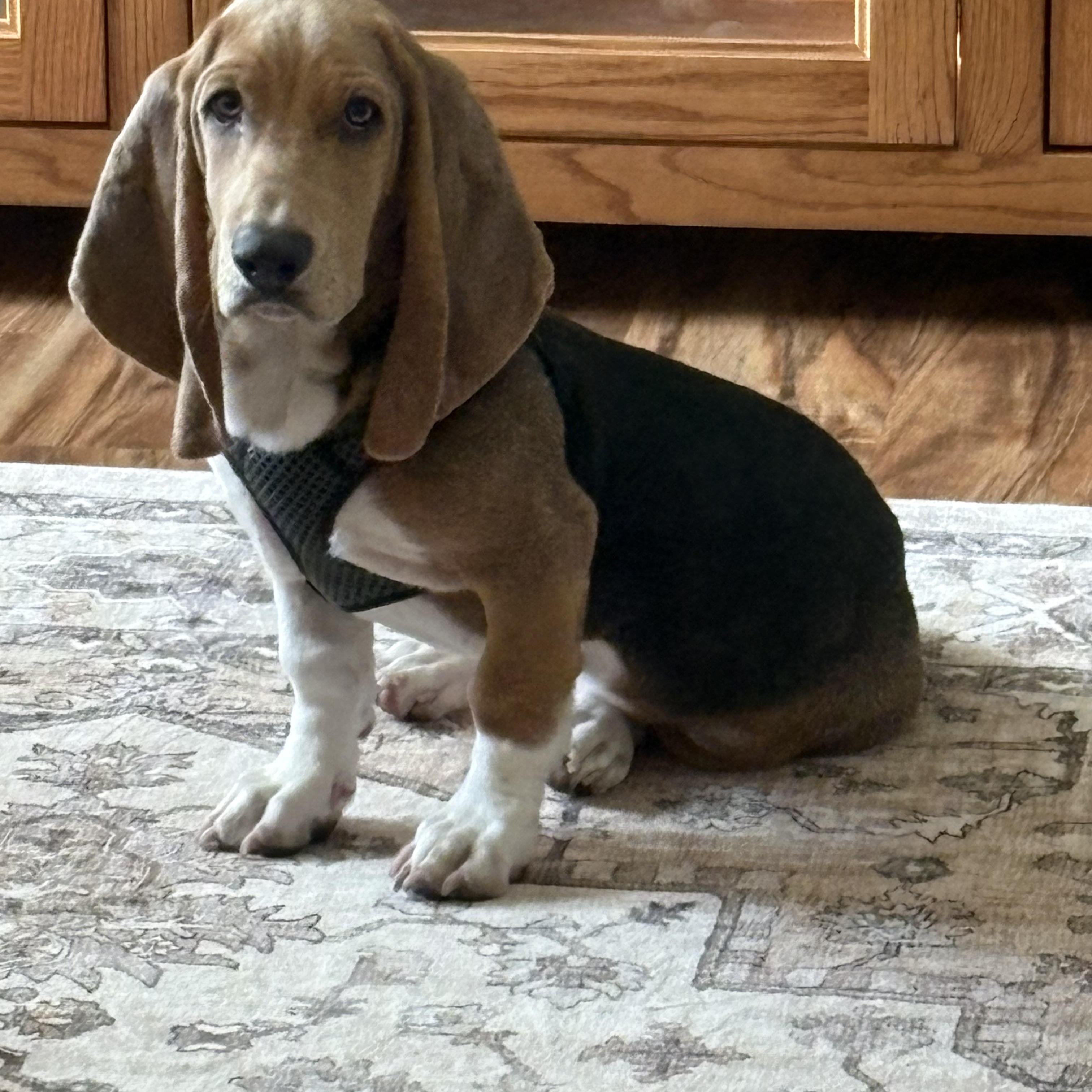 Enlarge Dale, a Adoptable Basset Hound in Auburndale, FL image 2/4