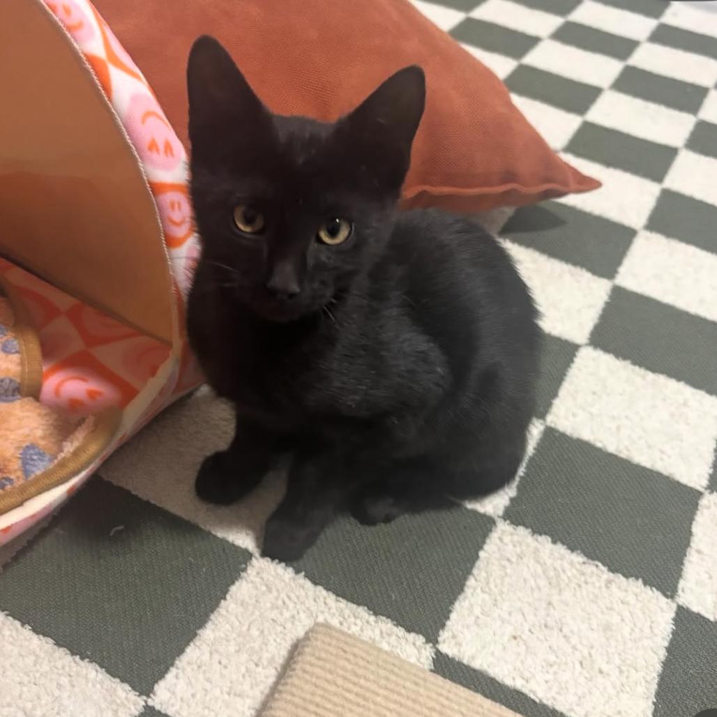 Stealth, a Adoptable Domestic Short Hair in Commerce City, CO image 1/6