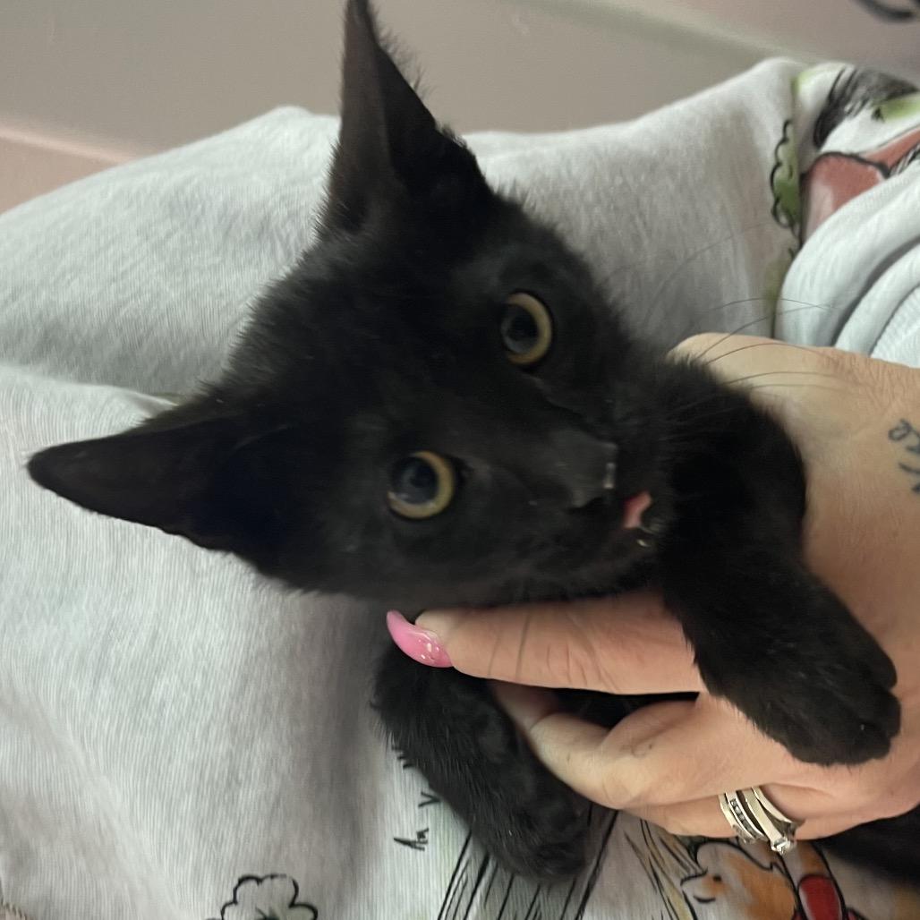 Stealth, a Adoptable Domestic Short Hair in Commerce City, CO image 2/6