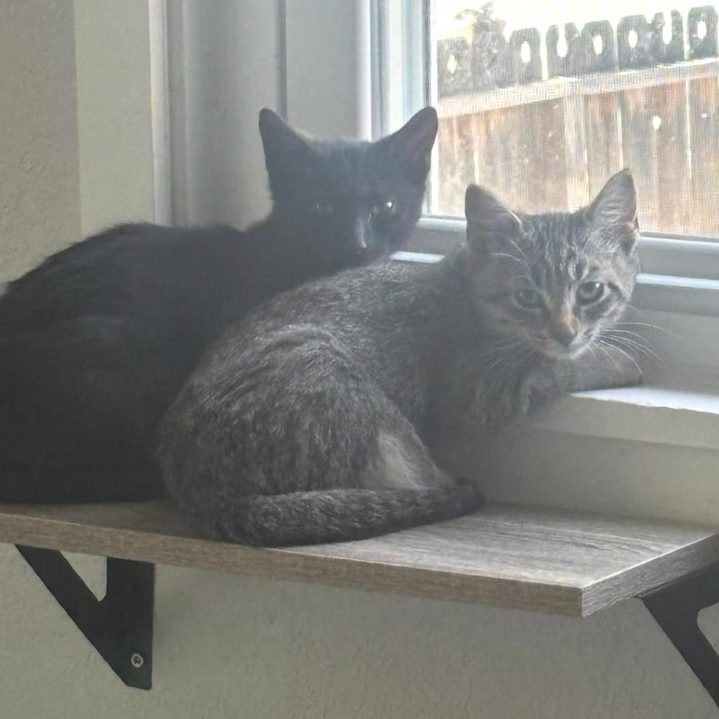 Stealth, a Adoptable Domestic Short Hair in Commerce City, CO image 3/6