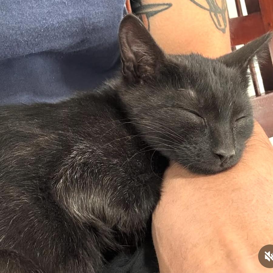 Stealth, a Adoptable Domestic Short Hair in Commerce City, CO image 4/6