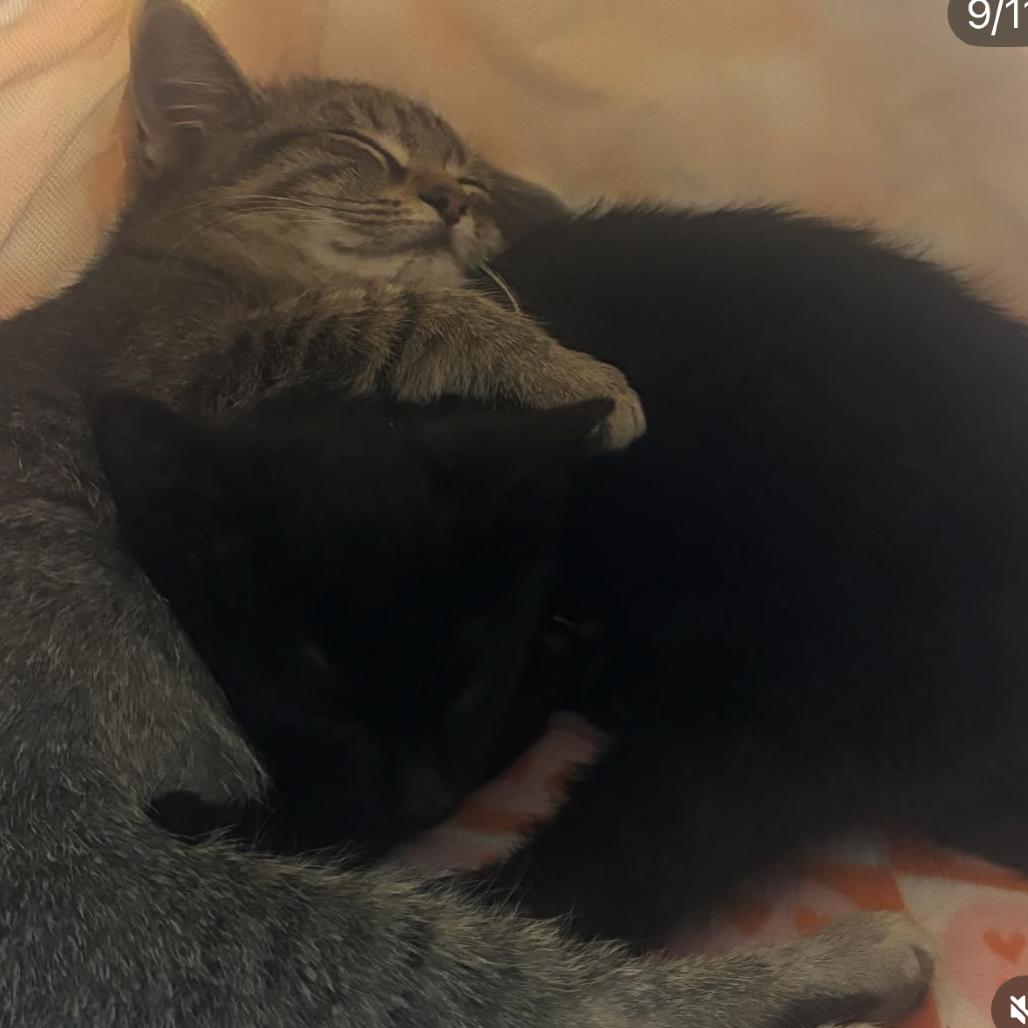 Stealth, a Adoptable Domestic Short Hair in Commerce City, CO image 5/6