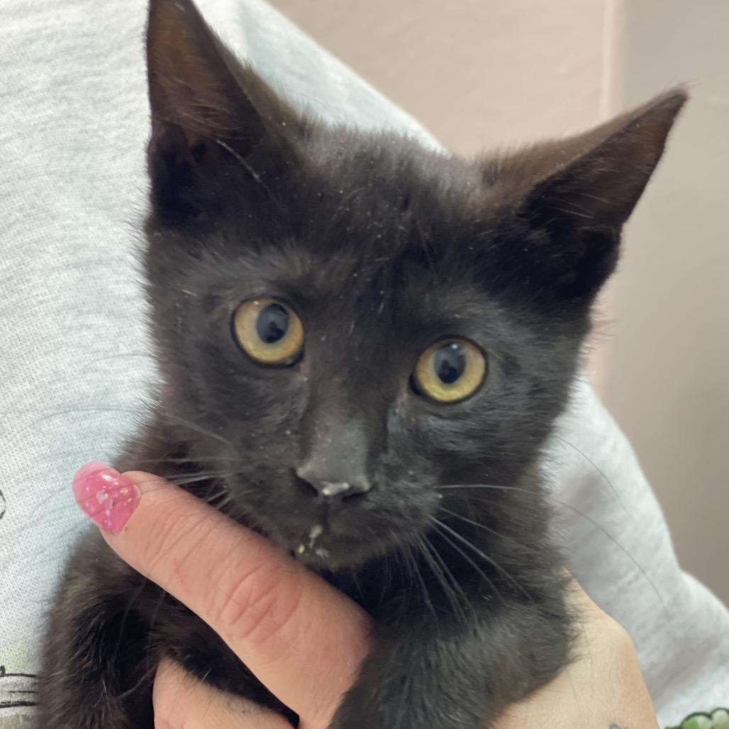 Stealth, a Adoptable Domestic Short Hair in Commerce City, CO image 6/6