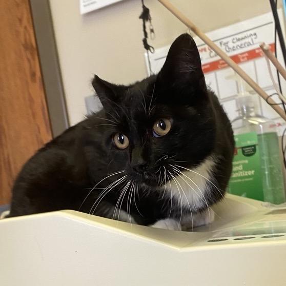 Enlarge Nettle, a Adoptable Domestic Short Hair in Norfolk, NE image 1/3