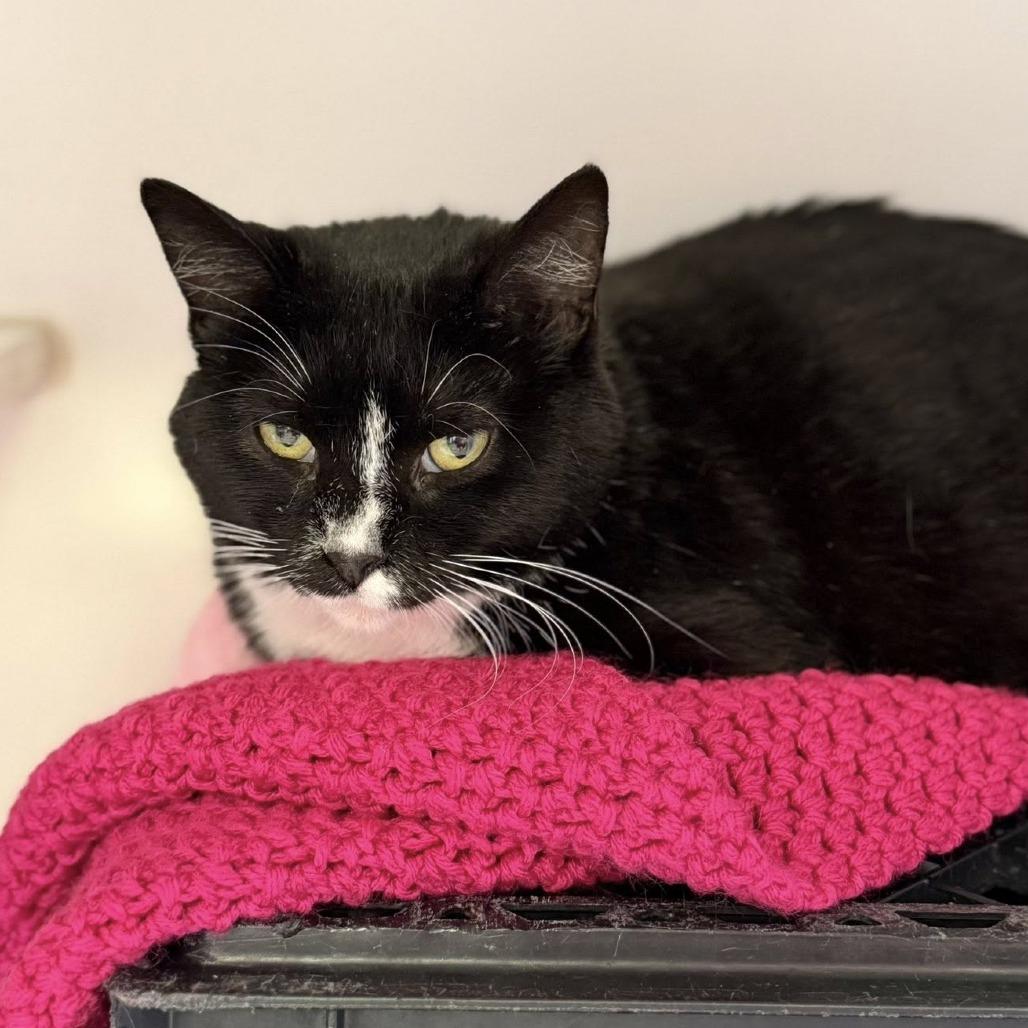 Enlarge Nettle, a Adoptable Domestic Short Hair in Norfolk, NE image 3/3