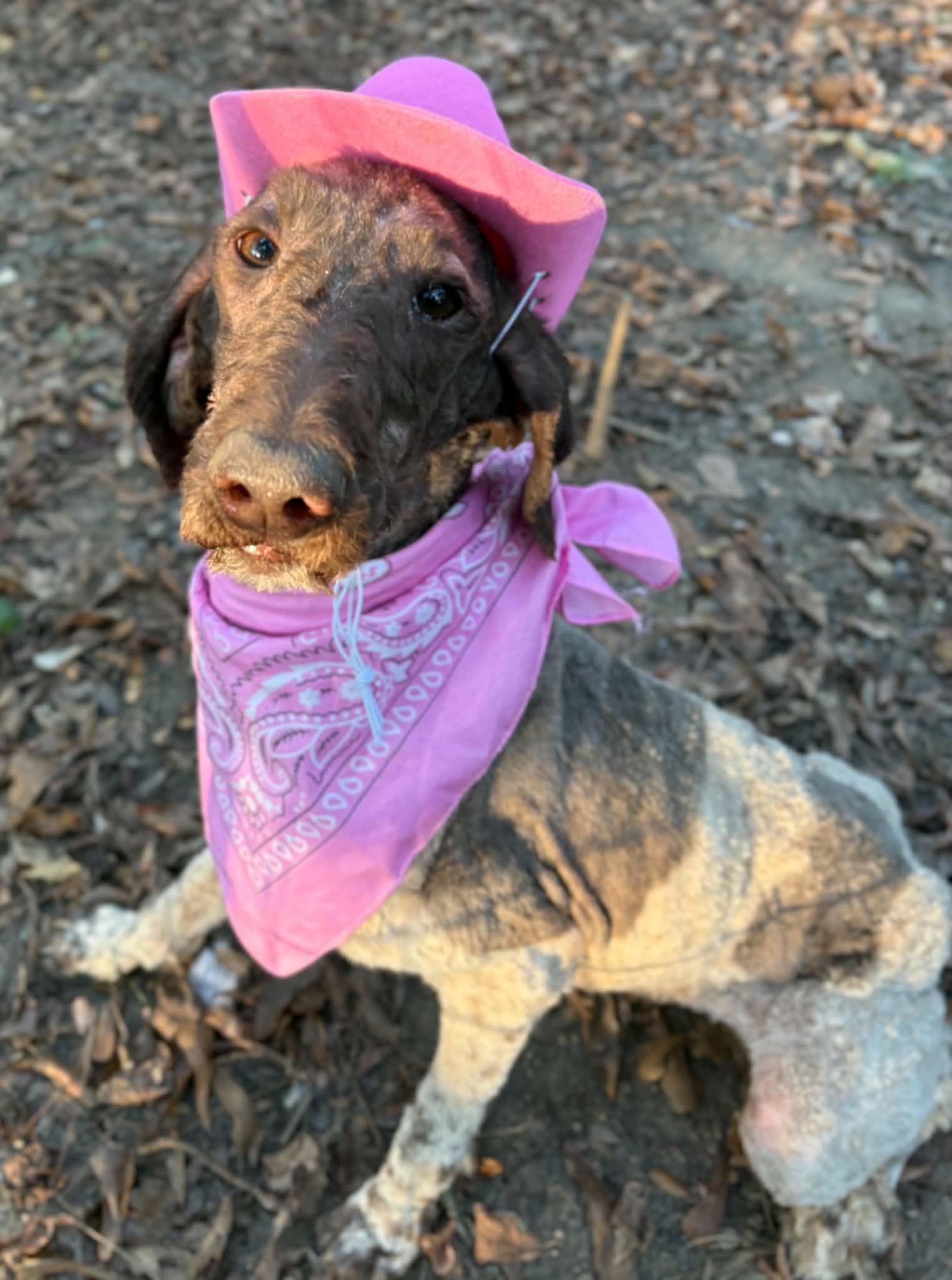 DAWN, Adoptable, Young Female Standard Poodle.