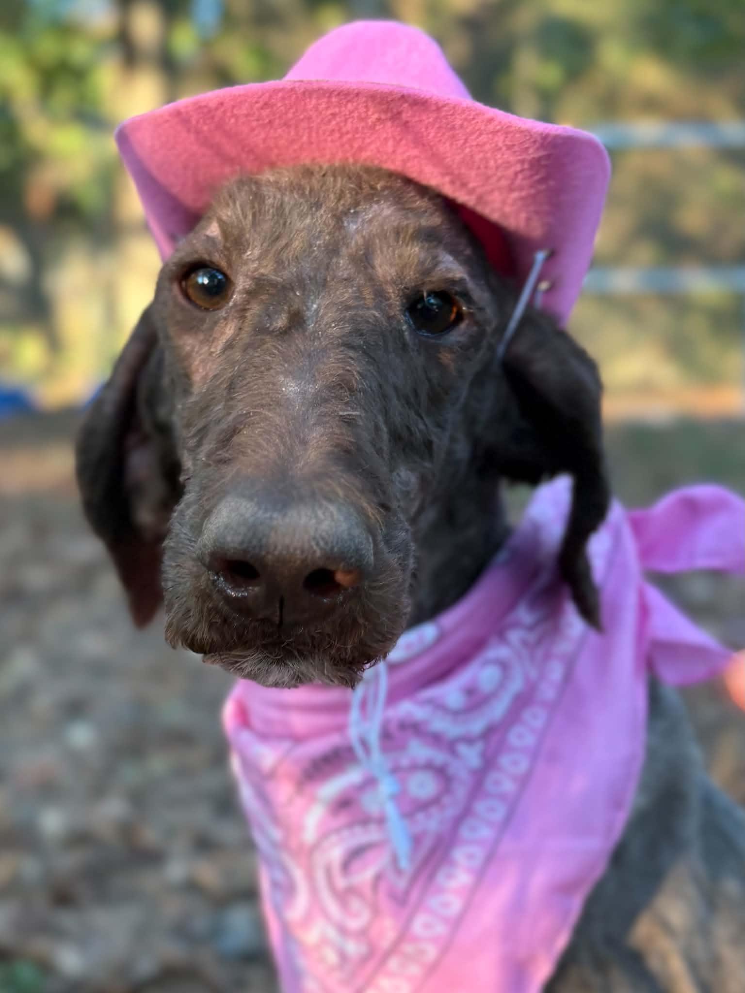 Enlarge DAWN, a Adoptable Standard Poodle in Fosters, AL image 2/4