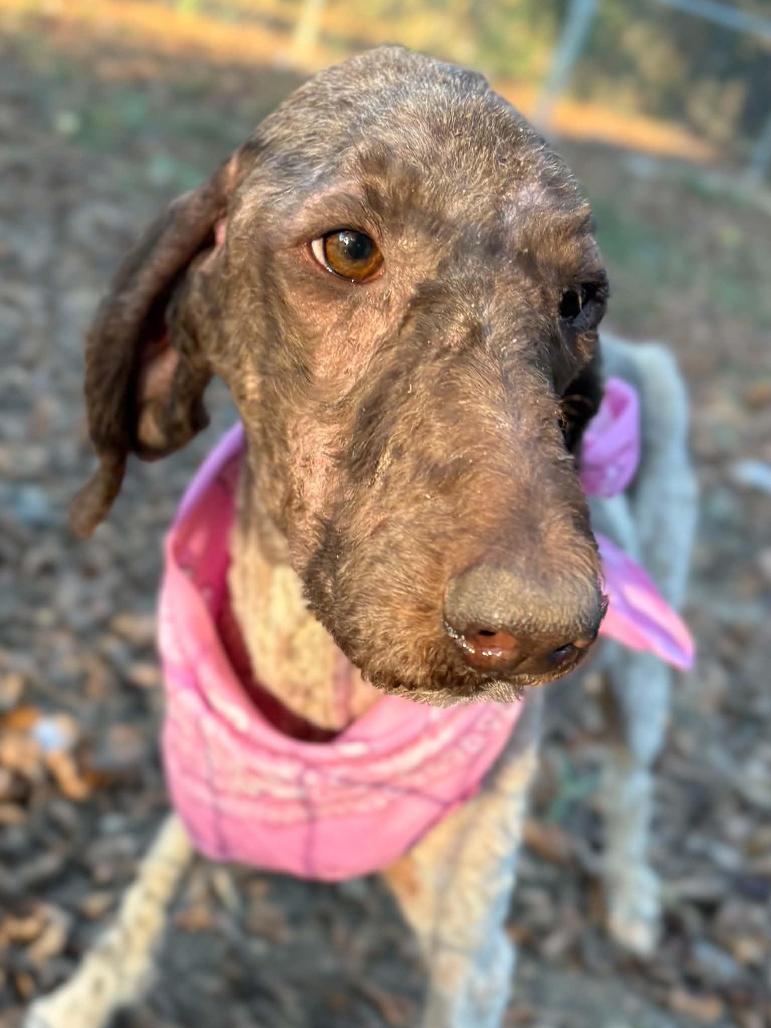 Enlarge DAWN, a Adoptable Standard Poodle in Fosters, AL image 4/4