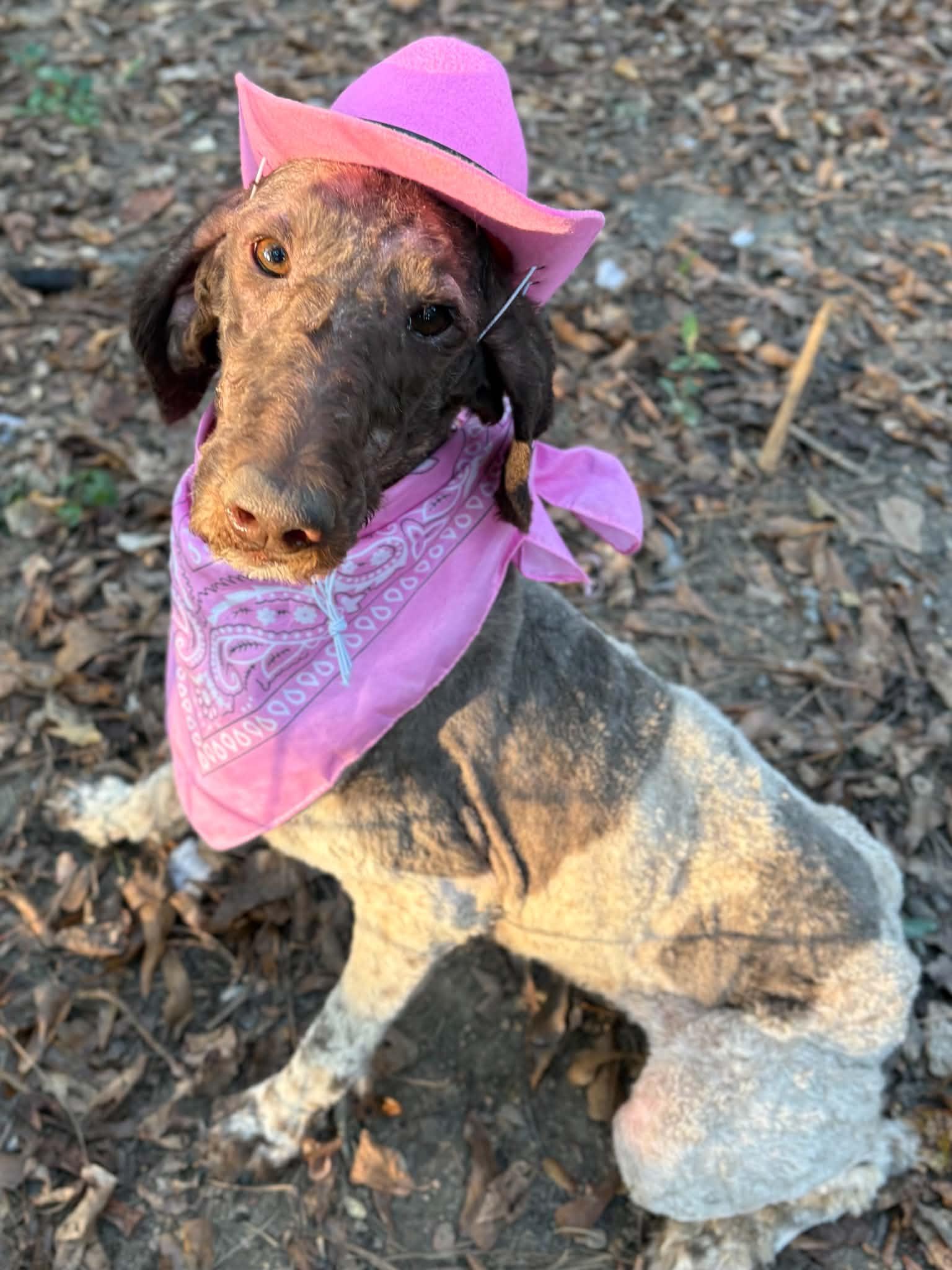 Enlarge DAWN, a Adoptable Standard Poodle in Fosters, AL image 3/4