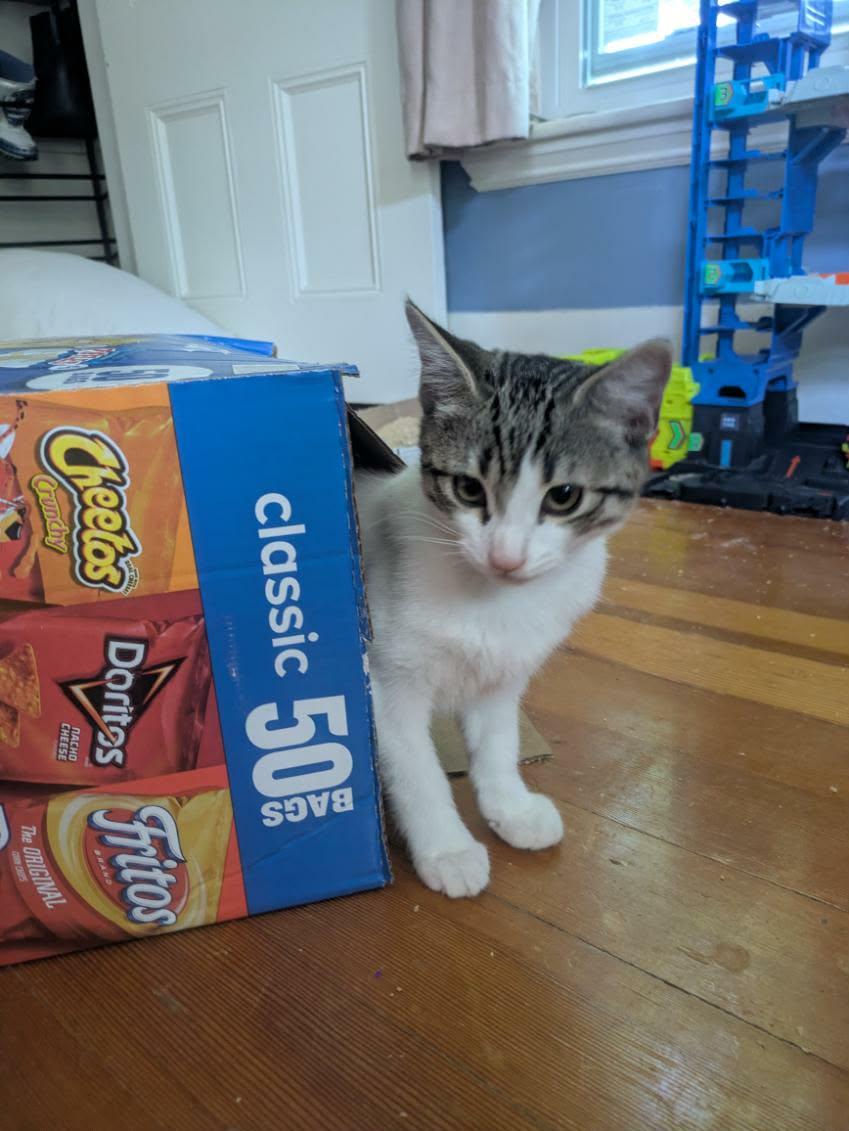 Apple & Newt, a ADOPTABLE Domestic Short Hair in Medfield, MA image 2/6