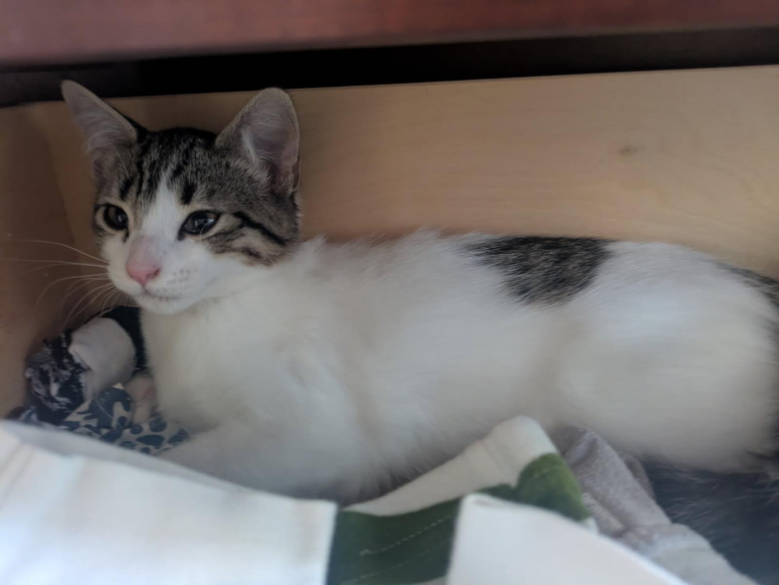 Apple & Newt, a ADOPTABLE Domestic Short Hair in Medfield, MA image 5/6
