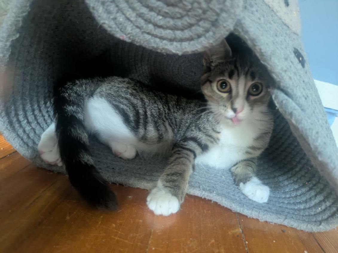 Apple & Newt, a ADOPTABLE Domestic Short Hair in Medfield, MA image 4/6
