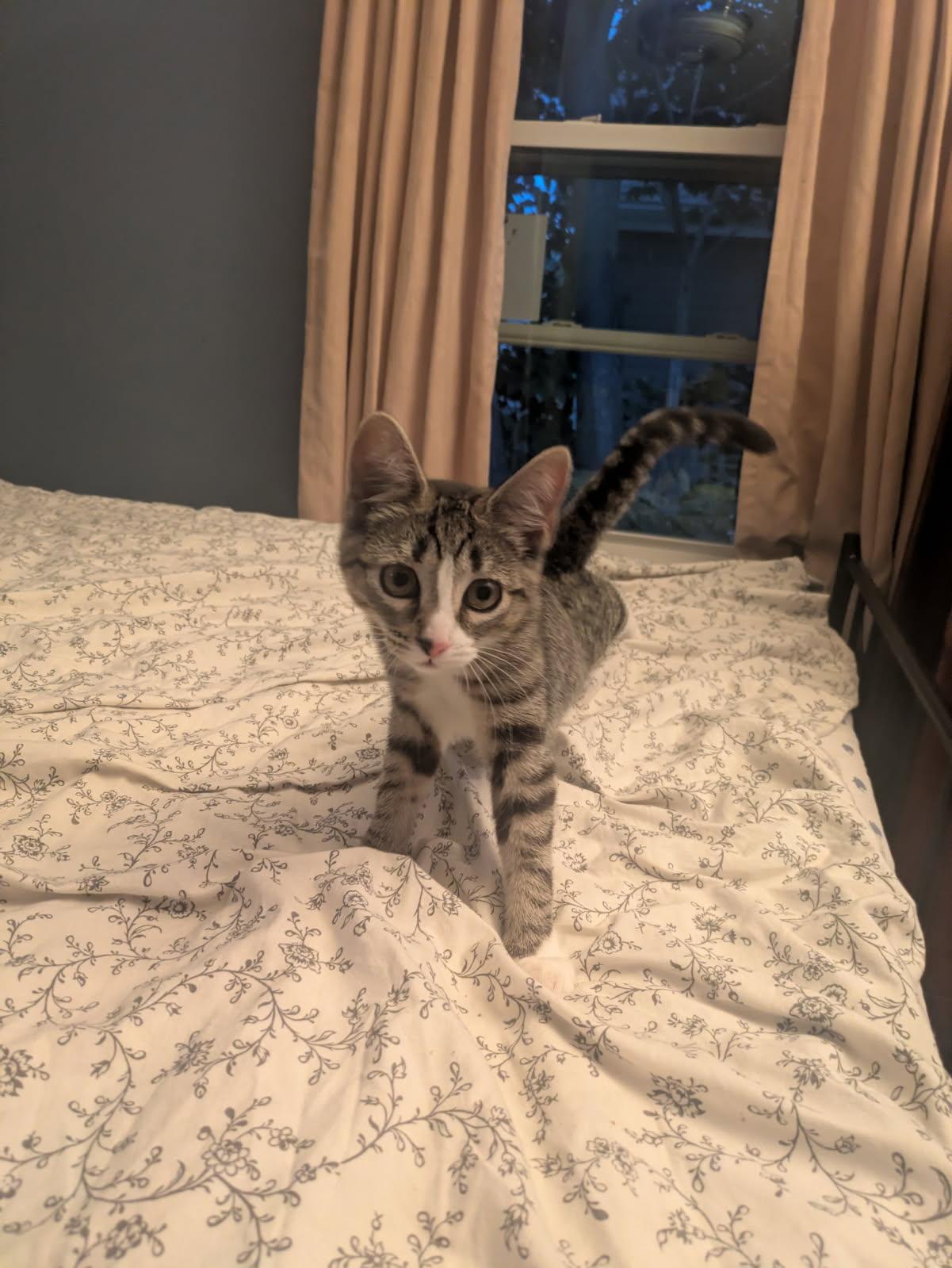 Apple & Newt, a ADOPTABLE Domestic Short Hair in Medfield, MA image 3/6