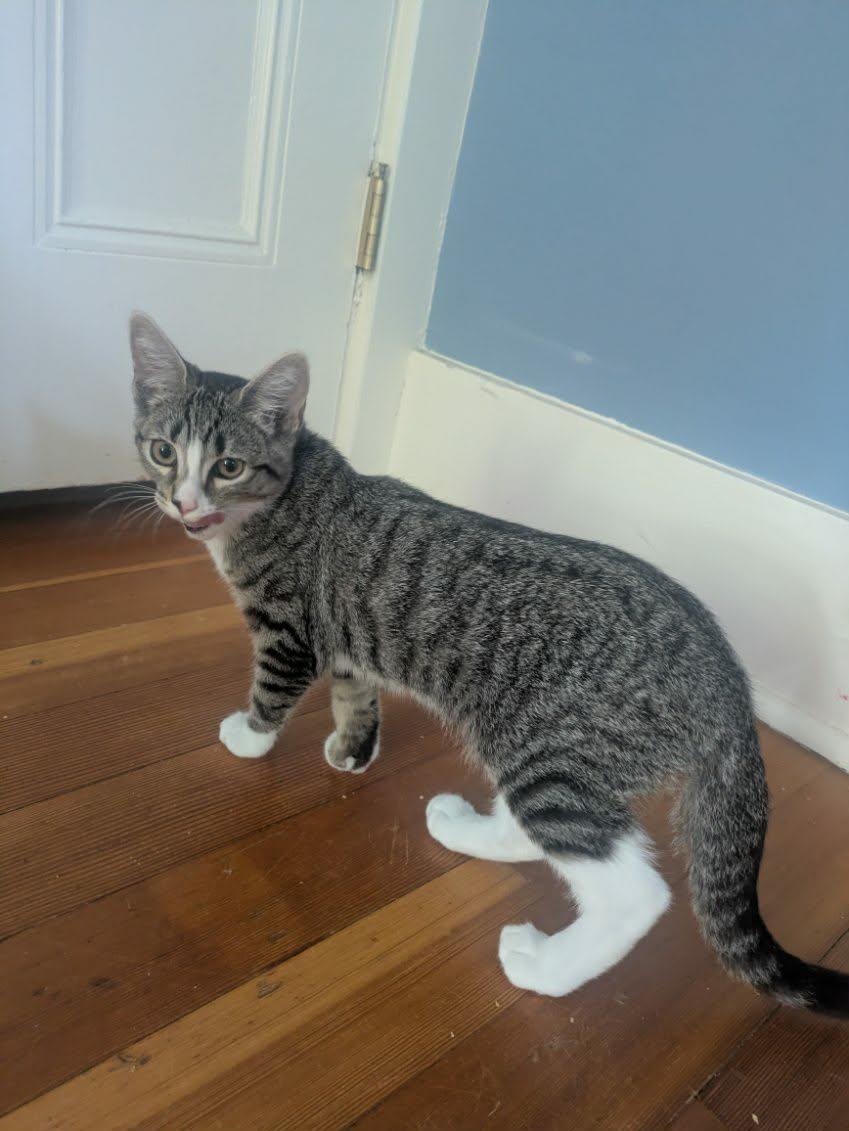 Apple & Newt, a ADOPTABLE Domestic Short Hair in Medfield, MA image 1/6