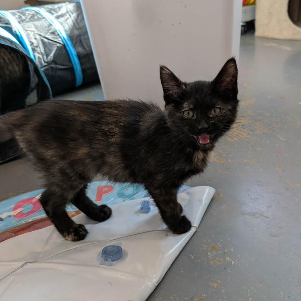 C26-038 Toast, Adoptable, Kitten Female Domestic Short Hair.