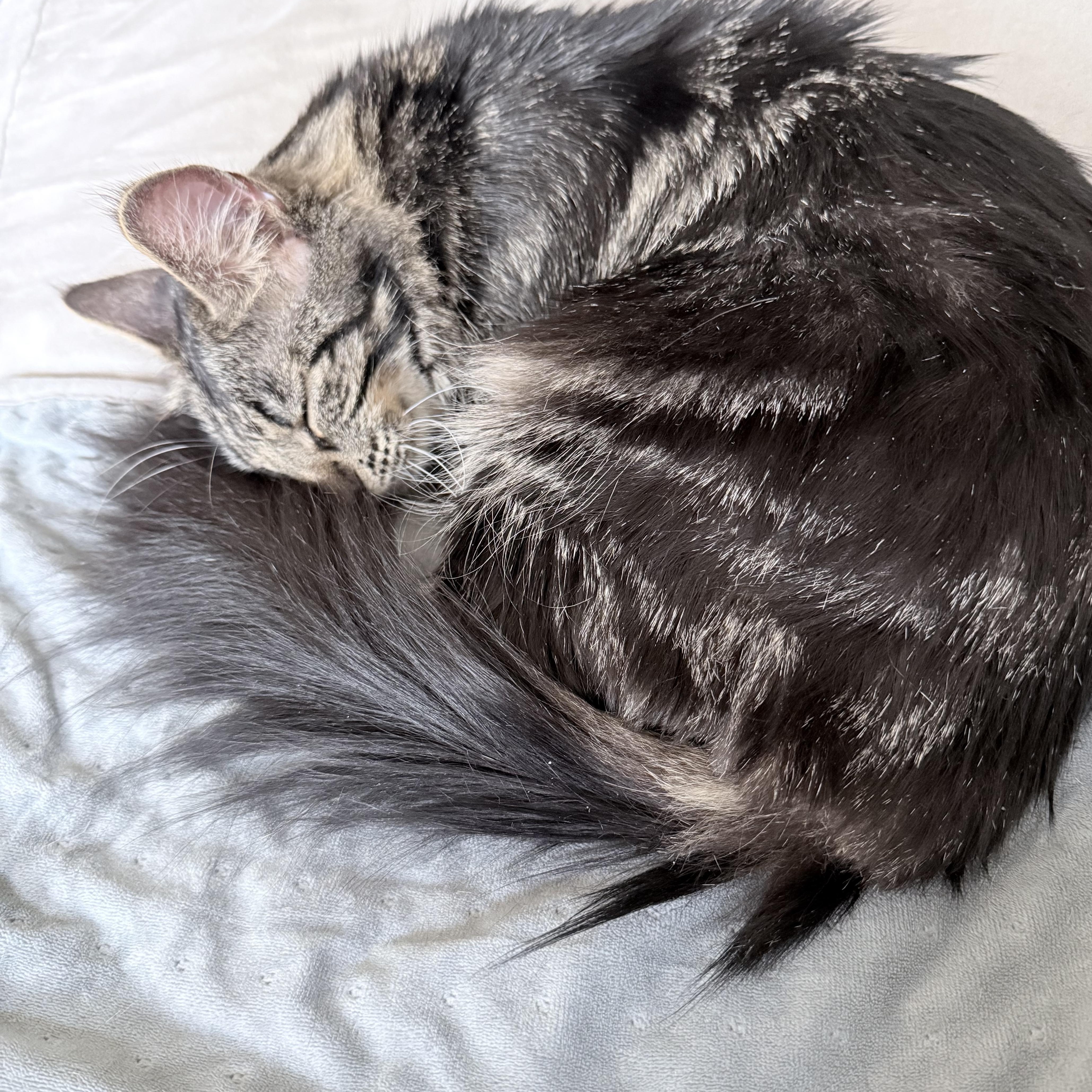 Enlarge Brooks, a ADOPTABLE Domestic Medium Hair in Evanston, IL image 4/5