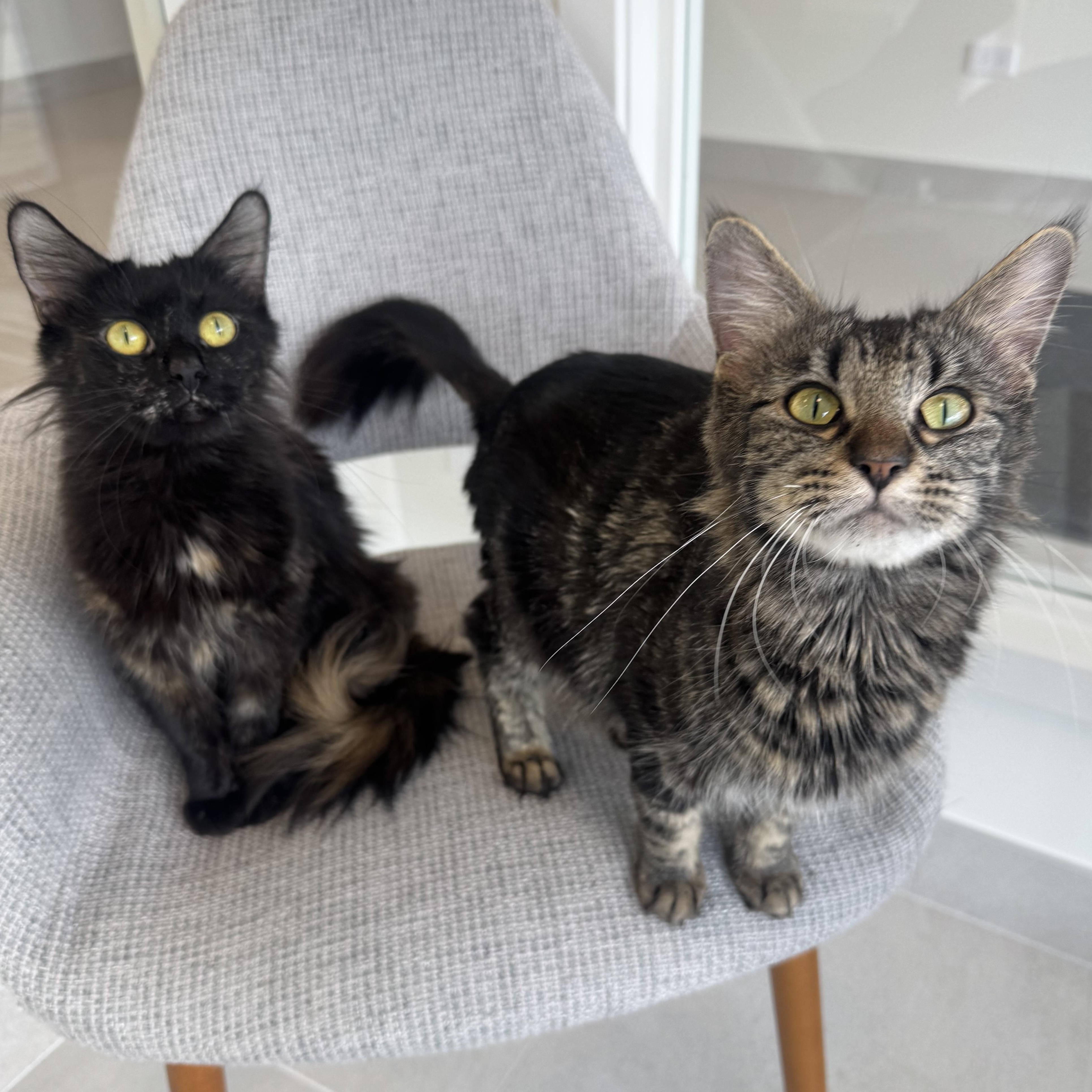 Enlarge Brooks, a ADOPTABLE Domestic Medium Hair in Evanston, IL image 5/5