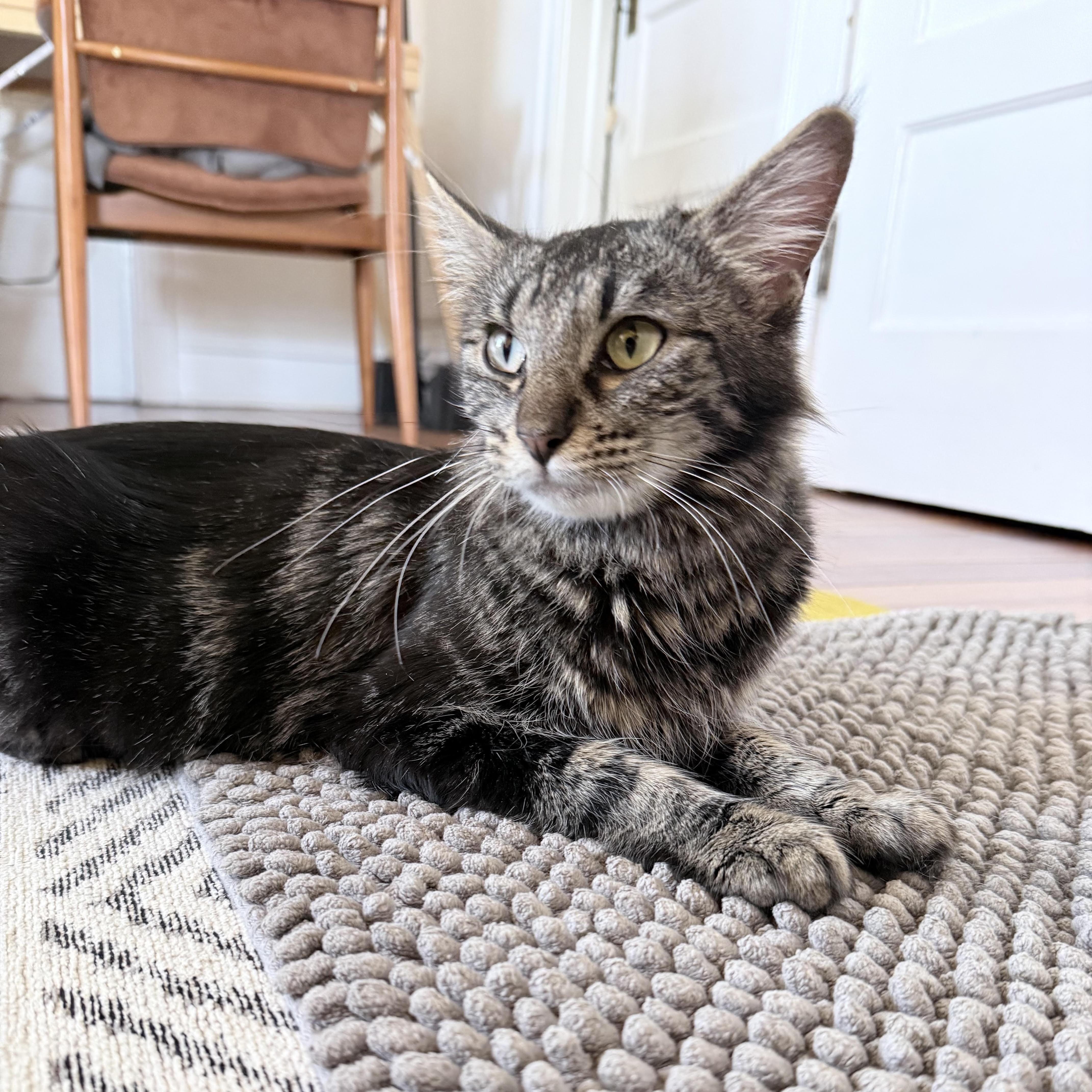 Brooks, ADOPTABLE, Young Female Domestic Medium Hair.