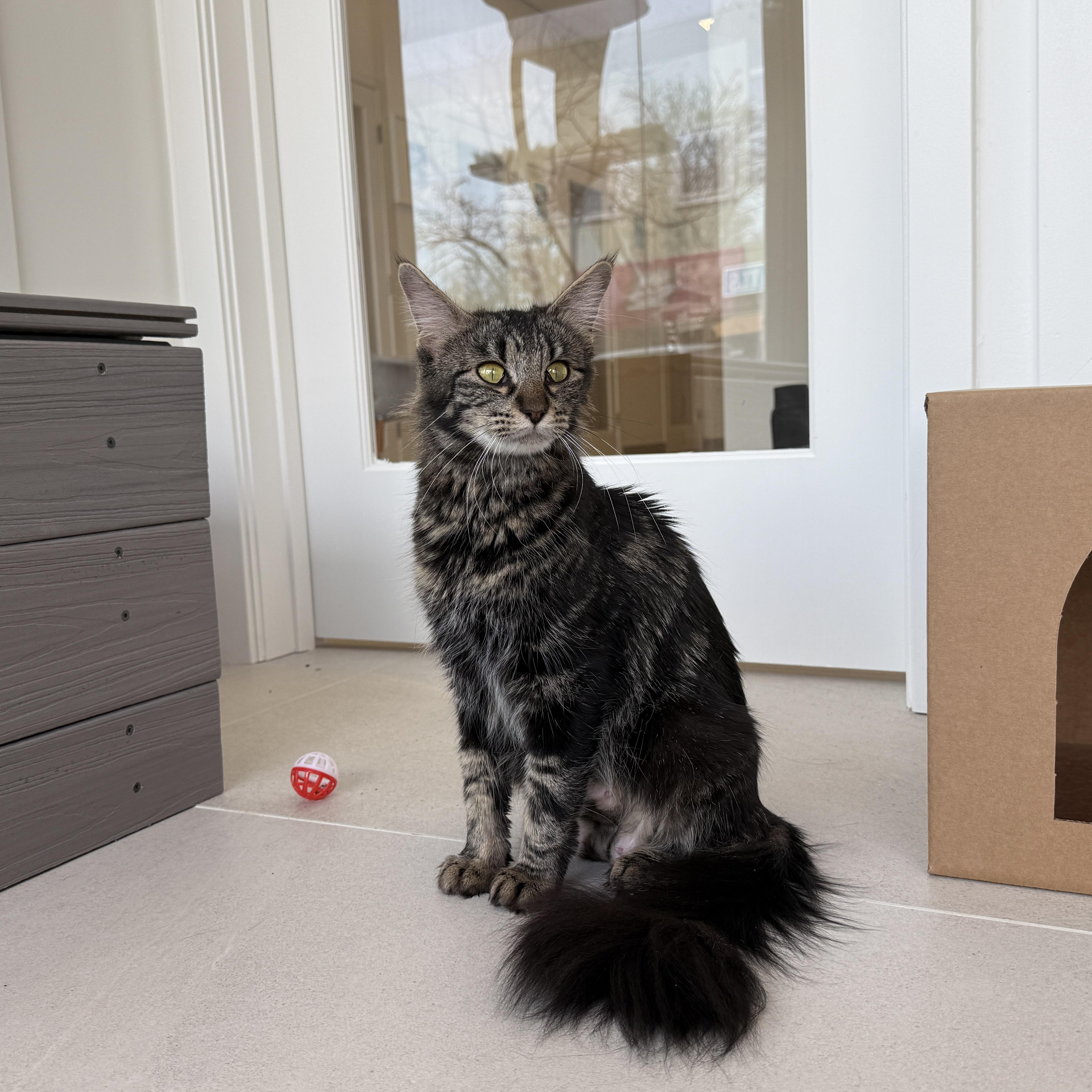 Enlarge Brooks, a ADOPTABLE Domestic Medium Hair in Evanston, IL image 2/5